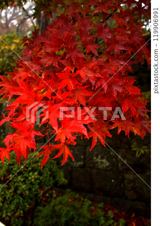 改變葉子的Momiji 改變葉子的Momiji 119906991