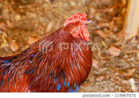 Rooster portrait with large red rose comb caruncles on farm setting Rooster portrait with large red rose comb caruncles on farm setting 119907078