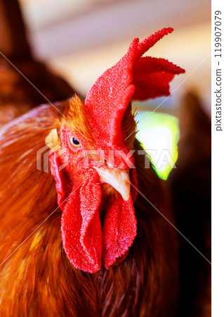 Portrait of rooster with large red rose comb, standing on farm in countryside Portrait of rooster with large red rose comb, standing on farm in countryside 119907079