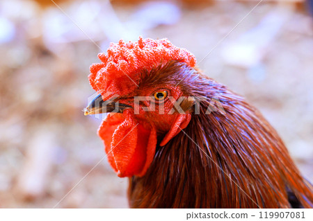 Colorful rooster portrait with large red rose comb caruncles farm garden Colorful rooster portrait with large red rose comb caruncles farm garden 119907081