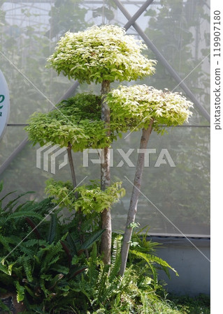 Beautifully Pruned Tree in a Lush Garden Beautifully Pruned Tree in a Lush Garden 119907180