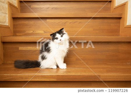 Stairs and Scottish Fold kitten Stairs and Scottish Fold kitten 119907226