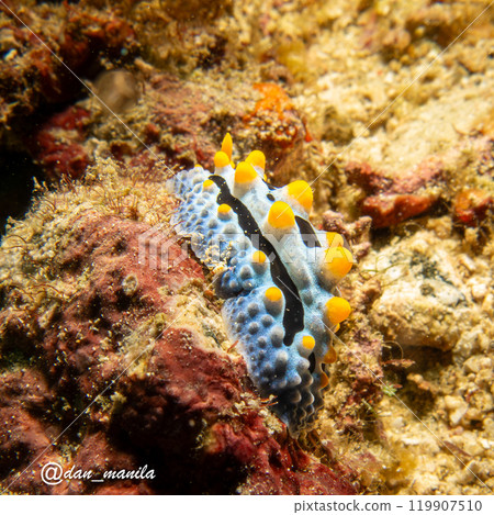 Sea slug Phyllidia varicosa, or Wart Slug, a colorful nudibranch with black stripes, yellow spots Sea slug Phyllidia varicosa, or Wart Slug, a colorful nudibranch with black stripes, yellow spots 119907510