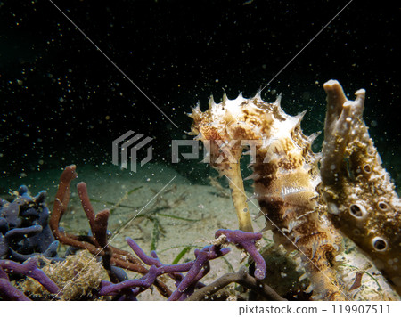 A Thorny seahorse, Hippocampus histrix, at a muck dive in Puerto Galera, Philippines 119907511