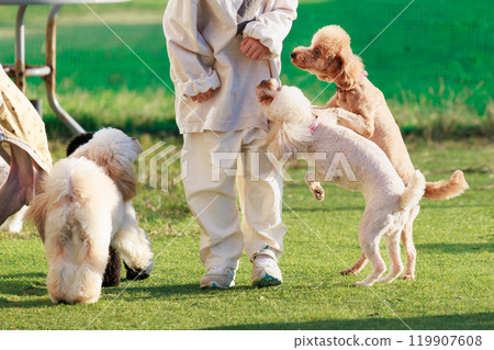 A toy poodle gets tame at the dog run A toy poodle gets tame at the dog run 119907608