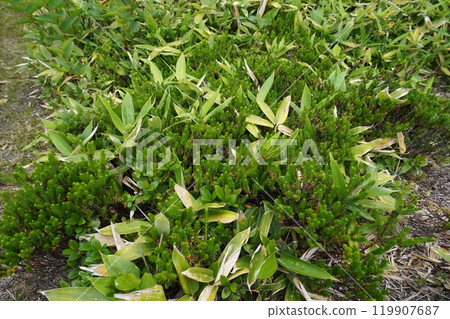 2024 年 7 月 26 日,草津白根山頂附近,292 號國道沿線的山田嶺以南稍高的山地上種植的植物。 2024 年 7 月 26 日,草津白根山頂附近,292 號國道沿線的山田嶺以南稍高的山地上種植的植物。 119907687