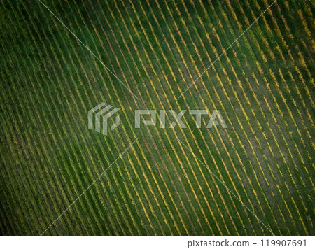 Beautiful aerial view of vineyards during sunset in Tuscany, Italy . Vineyard wonderful landscape 119907691