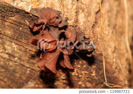 生長在倒下的樹上的木耳真菌 119907721