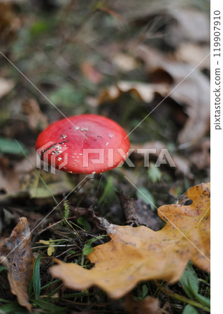 Bright red fly agaric in the grass in the forest. Beautiful natural background. Red mushroom with white dots. Poisonous mushroom. Medicinal mushroom. Bright red fly agaric in the grass in the forest. Beautiful natural background. Red mushroom with white dots. Poisonous mushroom. Medicinal mushroom. 119907910