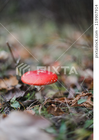 Bright red fly agaric in the grass in the forest. Beautiful natural background. Red mushroom with white dots. Poisonous mushroom. Medicinal mushroom. Bright red fly agaric in the grass in the forest. Beautiful natural background. Red mushroom with white dots. Poisonous mushroom. Medicinal mushroom. 119907914