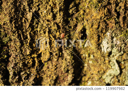 Harvestmen wandering around on mossy trees Harvestmen wandering around on mossy trees 119907982