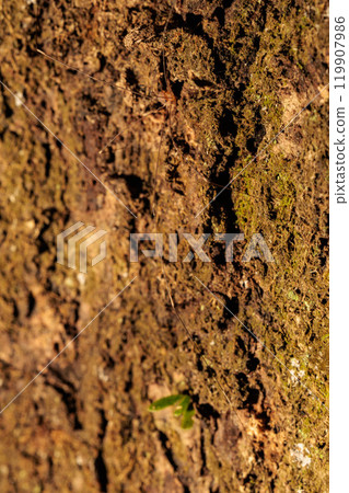 Harvestmen wandering around on mossy trees Harvestmen wandering around on mossy trees 119907986