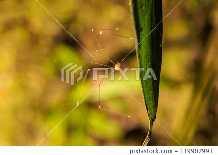 Harvestmen wandering around on mossy trees Harvestmen wandering around on mossy trees 119907991
