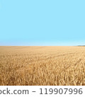 Golden wheat fields stretch out as far as the eye can see. [Image of rising grain prices] 119907996