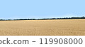 Golden wheat fields stretch out as far as the eye can see. [Image of rising grain prices] 119908000