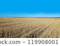 Golden wheat fields stretch out as far as the eye can see. [Image of rising grain prices] 119908001