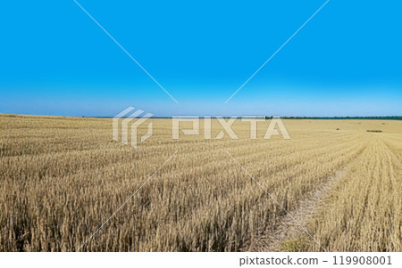 Golden wheat fields stretch out as far as the eye can see. [Image of rising grain prices] 119908001