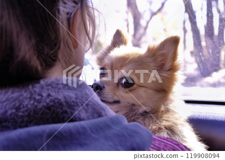 Small pet dog in the arms of his mistress looks over her shoulder at the camera 119908094