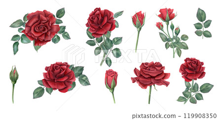 Garden red rose flowers on stem illustration clip art. Romantic flower, buds and green leaves in realistic style. Floral set for wedding greeting, for memory day 119908350