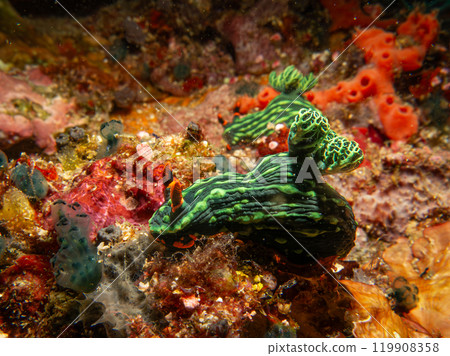 Colorful dorid nudibranch Kubaryana's Nembrotha, Nembrotha kubaryan, crawling on coral, close up. Colorful dorid nudibranch Kubaryana's Nembrotha, Nembrotha kubaryan, crawling on coral, close up. 119908358