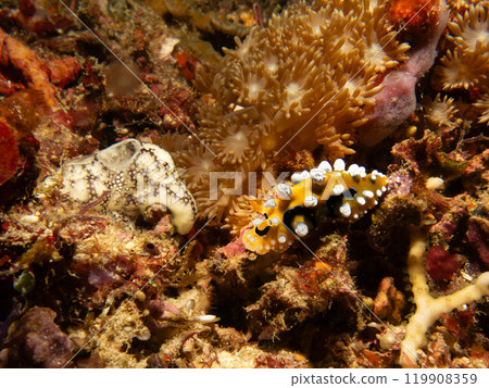 Bright yellow and white Ocellated Phyllidia nudibranch, Phyllidia ocellata, a dorid nudibranch Bright yellow and white Ocellated Phyllidia nudibranch, Phyllidia ocellata, a dorid nudibranch 119908359
