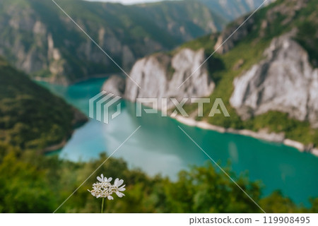 White Flower with Unfocussed Piva Lake Background White Flower with Unfocussed Piva Lake Background 119908495