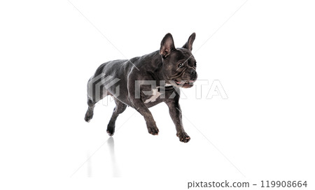 Side view of adorable, purebred black dog, smart French Bulldog in motion, running isolated on white studio background 119908664