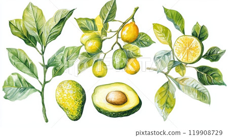 A detailed illustration features a variety of citrus fruits, including lemons and limes, alongside avocados. Green leaves enhance the natural beauty of the composition 119908729