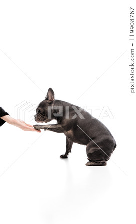 Side view image of beautiful, purebred, black French bulldog sitting and giving paw, following commands isolated on white studio background 119908767