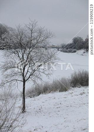 White snow on a bare tree branches on a frosty winter day, close up. Natural background. Selective botanical background. White snow on a bare tree branches on a frosty winter day, close up. Natural background. Selective botanical background. 119909219
