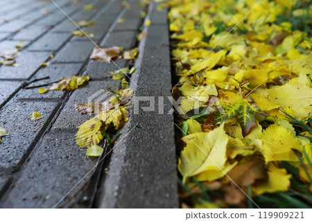 Lively closeup of falling autumn leaves with vibrant backlight from the setting sun 119909221