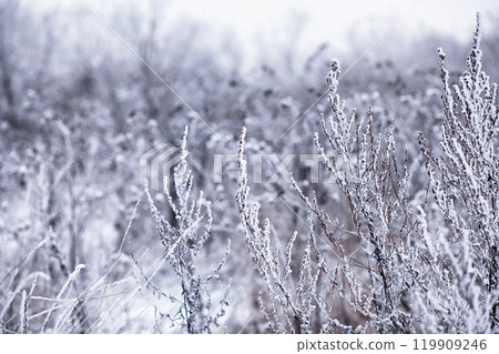 Winter atmospheric landscape with frost-covered dry plants during snowfall. Winter Christmas background Winter atmospheric landscape with frost-covered dry plants during snowfall. Winter Christmas background 119909246