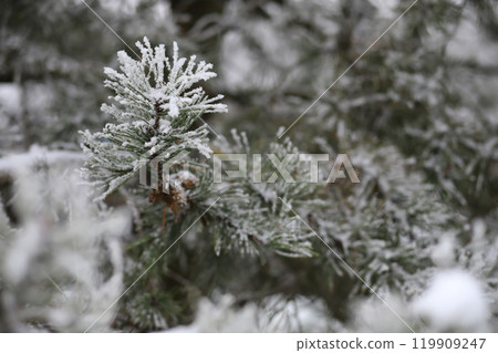 White snow on a bare tree branches on a frosty winter day, close up. Natural background. Selective botanical background. White snow on a bare tree branches on a frosty winter day, close up. Natural background. Selective botanical background. 119909247