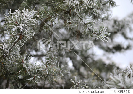 White snow on a bare tree branches on a frosty winter day, close up. Natural background. Selective botanical background. White snow on a bare tree branches on a frosty winter day, close up. Natural background. Selective botanical background. 119909248