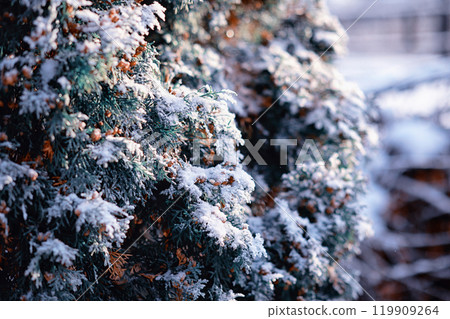 Winter atmospheric landscape with frost-covered dry plants during snowfall. Winter Christmas background Winter atmospheric landscape with frost-covered dry plants during snowfall. Winter Christmas background 119909264