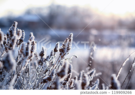 Winter atmospheric landscape with frost-covered dry plants during snowfall. Winter Christmas background Winter atmospheric landscape with frost-covered dry plants during snowfall. Winter Christmas background 119909266