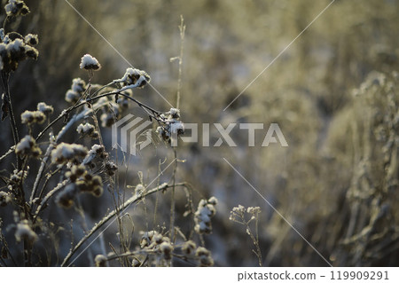 White snow on a bare tree branches on a frosty winter day, close up. Natural background. Selective botanical background. 119909291