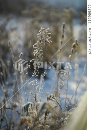 White snow on a bare tree branches on a frosty winter day, close up. Natural background. Selective botanical background. 119909293