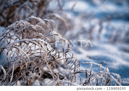 Winter atmospheric landscape with frost-covered dry plants during snowfall. Winter Christmas background 119909295