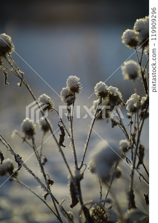White snow on a bare tree branches on a frosty winter day, close up. Natural background. Selective botanical background. White snow on a bare tree branches on a frosty winter day, close up. Natural background. Selective botanical background. 119909296