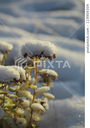 White snow on a bare tree branches on a frosty winter day, close up. Natural background. Selective botanical background. 119909304