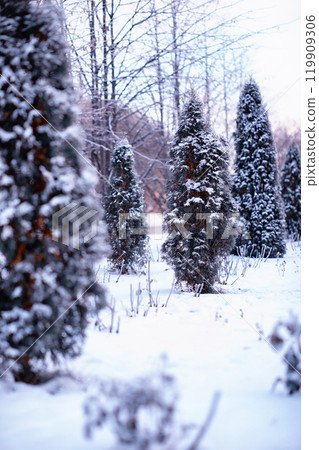 Winter atmospheric landscape with frost-covered dry plants during snowfall. Winter Christmas background Winter atmospheric landscape with frost-covered dry plants during snowfall. Winter Christmas background 119909306