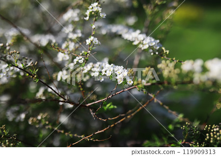 Summer landscape, lush green vegetation and nature. 119909313