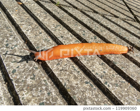 Spanish slug or Arion vulgaris agriculture pest Spanish slug or Arion vulgaris agriculture pest 119909360
