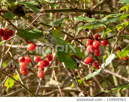 Dioscorea communis or Tamus communis bright red translucent berries in the autumn forest 119909363