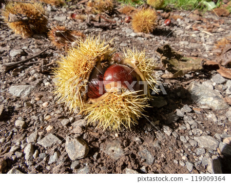 Chestnuts split open spiny sharp cupule with shiny brown fruits on the ground Chestnuts split open spiny sharp cupule with shiny brown fruits on the ground 119909364