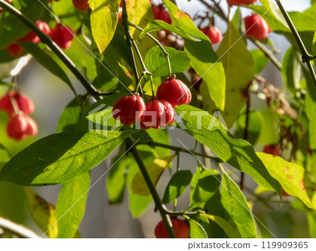 Euonymus europaeus,spindle, European spindle or common spindle closeup in the sunny autumn forest Euonymus europaeus,spindle, European spindle or common spindle closeup in the sunny autumn forest 119909365