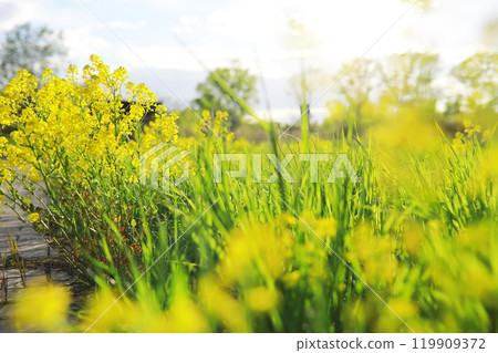 Summer landscape, lush green vegetation and nature. 119909372
