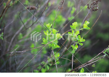 Summer landscape, lush green vegetation and nature. Summer landscape, lush green vegetation and nature. 119909383