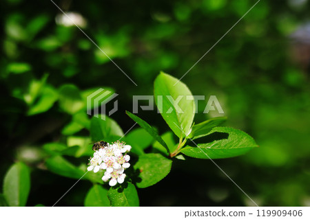 Green Leaves.Nature background. The natural background in the park, with blurred winds, fresh air and coolness. 119909406